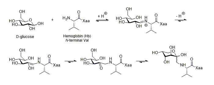 Figure 1. Amadori rearrangement reaction of D-glucose and N-terminal Val residue of hemoglobin in vivo
